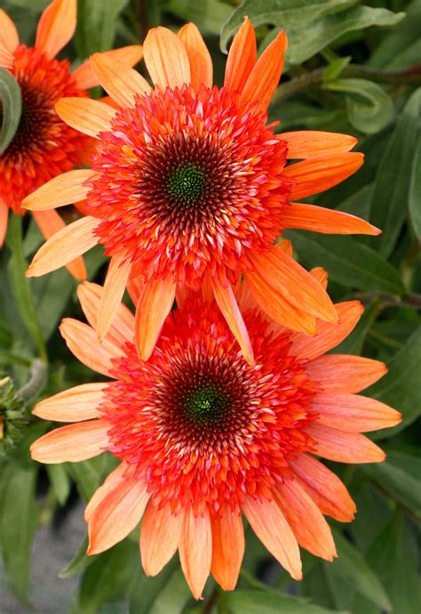 Cara Mia Millburn: Dining Menu and Reservation Information 27