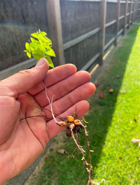 bridal creeper   identify  control  invasive weed  bass