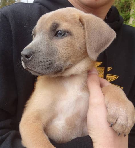 Labrador Retriever Pitbull Mix Puppies