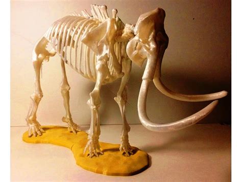 Elephant Skeleton