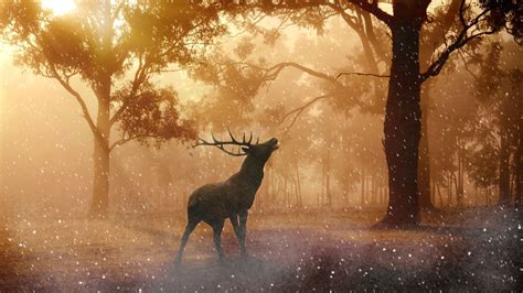 Beautiful Nature Theme for Windows 10 & 11