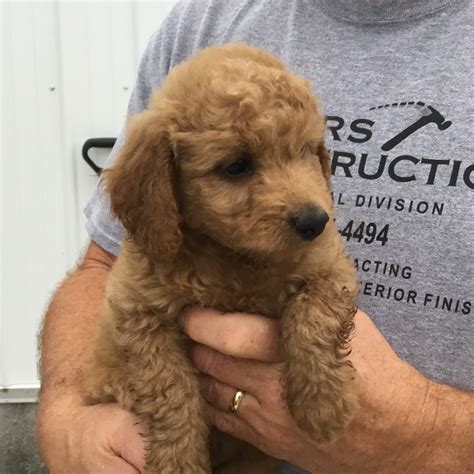 Puppies With A Purpose