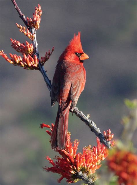 favorite bird profile northern cardinal  laurel  asheville