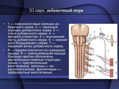 Черепно-мозговые нервы - презентация онлайн