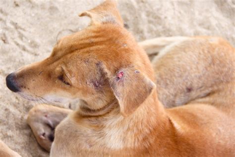 Sintomas De Feridas Cachorro Leishmaniose - Guia completo sobre a leishmaniose canina | Blog da Cobasi