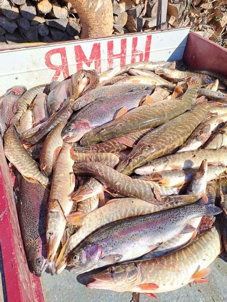 Сегодня на большом водоёме | Рыбхоз ,,Ямны,, | ВКонтакте