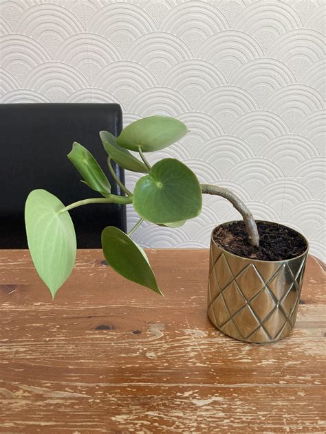 Help identifying plant : r/HouseplantsUK