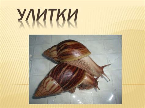 Улитки - презентация онлайн