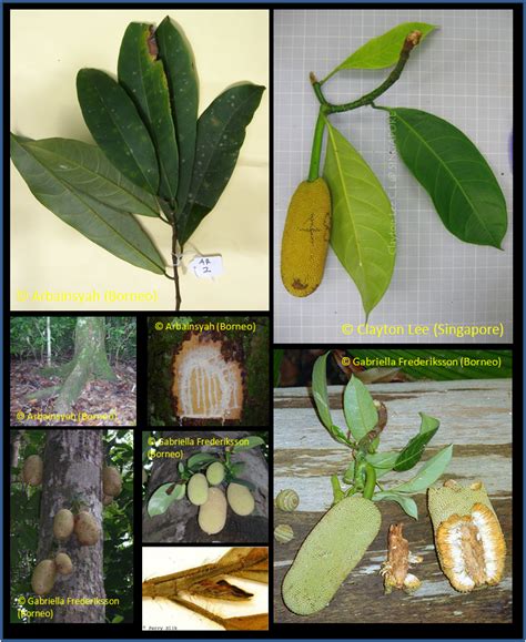 Artocarpus integer