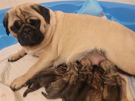 Pug Puppies For Sale