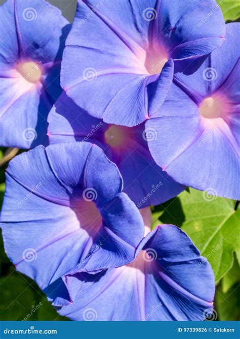 Group of Ivy Flower, Purple Flowers Stock Photo - Image of nature, full