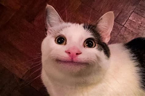 Beluga : r/cat