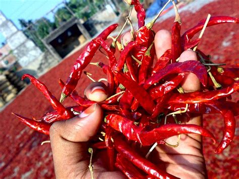 chili red chili dry  photo  pixabay