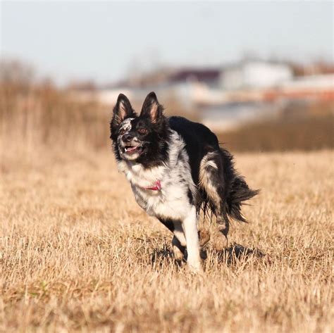 pros  cons  owning border collies pet reader