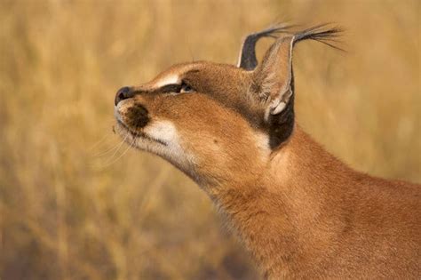 17 Caracal Cat Facts – Are Caracals Dangerous to Humans & More