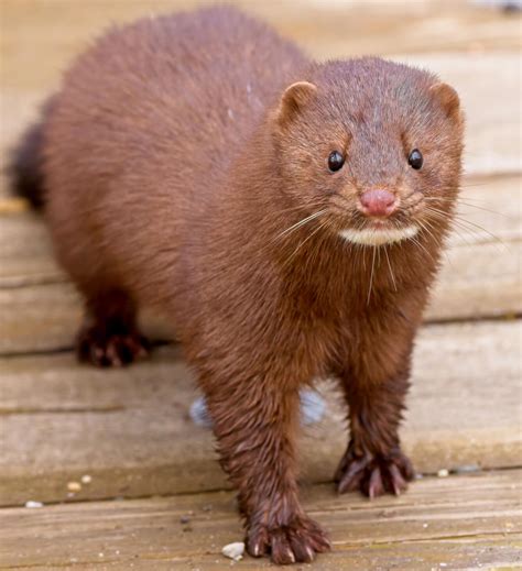 American Mink on a bridge | U.S. Geological Survey
