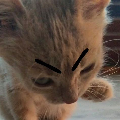 кот аватарка | Silly cats, Cute cat, Kawaii cat