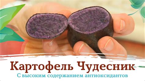 Картофель Чудесник - YouTube