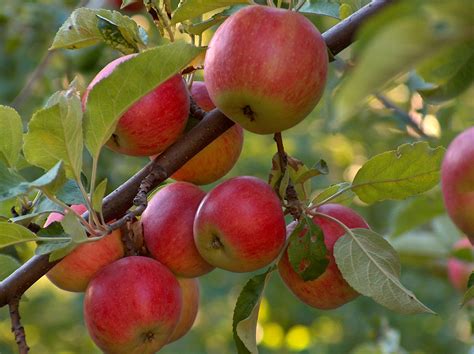 Apple Tree Clipart Images - Free Download on Clipart Library - Clip Art
