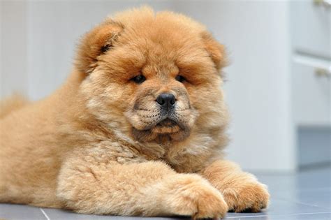 4 породы собак, которые могут надолго оставаться одни - BarberPet