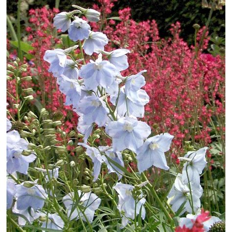 Rittersporn Ballkleid - Delphinium belladonna kaufen bei OBI