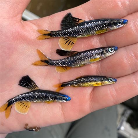 Bluenose... - Myfwc Fish and Wildlife Research Institute | Facebook