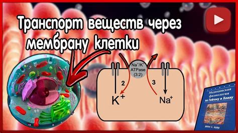 Физиология. Транспорт веществ через клеточную мембрану. - YouTube