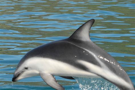 Dusky Dolphin l Highly Playful - Our Breathing Planet