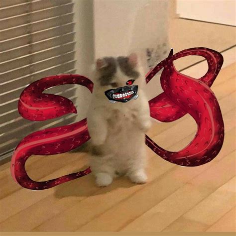 Kaneki meow 😔 | Fotos de gatos engraçados, Fotos de animais engraçados ...