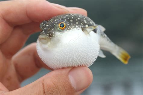 Fugu Fish