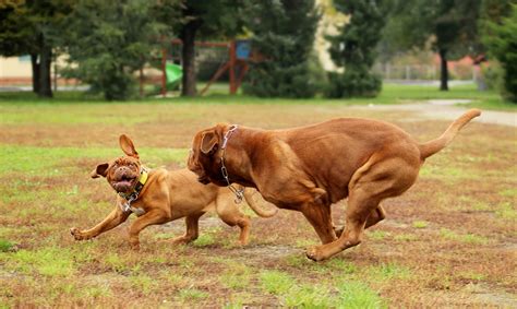 Free Images : puppy, female, dogs, vertebrate, dog breed, vizsla, she