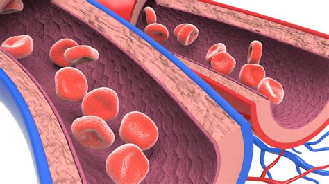 Veias Que Trazem O Sangue Arterial Dos Pulmões Ao Coração