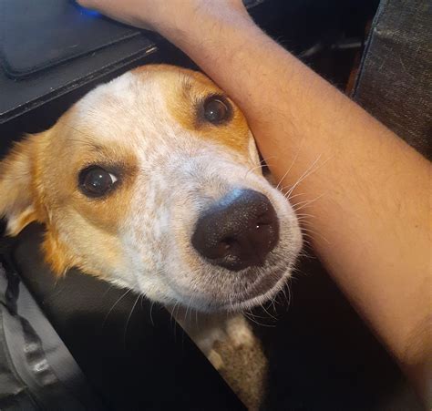 Australian Shepherd Cattle Dog ACD Red Heeler Aussie Mix Dog For