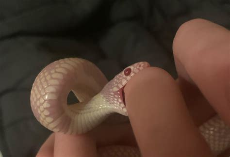 Eastern King Snake Bite