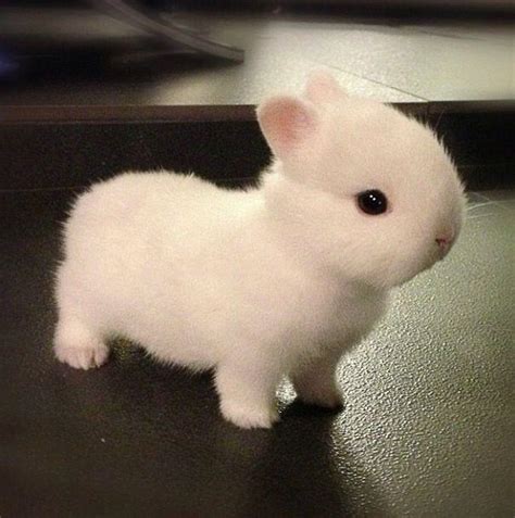 33 best Netherland Dwarf images on Pholder | Aww, Bunnies and ...