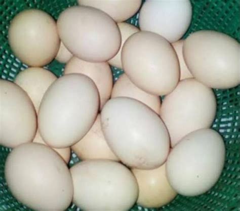 telur ayam kampung