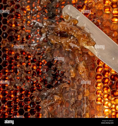 honeycomb cell  res stock photography  images alamy