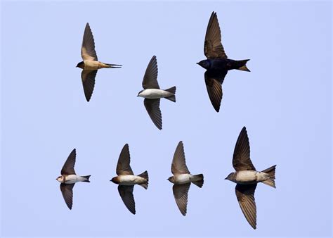 Identification of Swallows in Flight — Chicago Bird Alliance (formerly