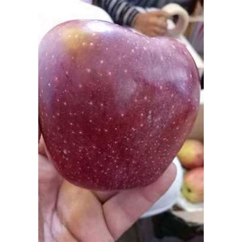 Kinnaur Apple at ₹ 1000/box | Royal Gala Apple in New Delhi | ID ...