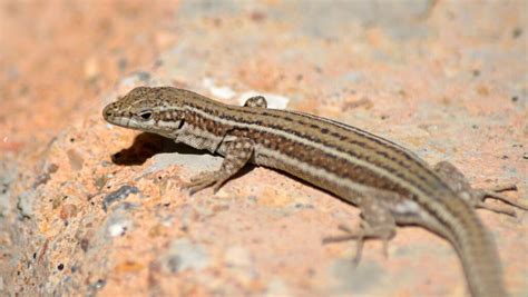 lizard characteristics care relatives