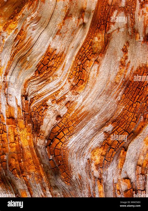 Detail of red oak Bark eroded by time, plant of a centuries-old park ...