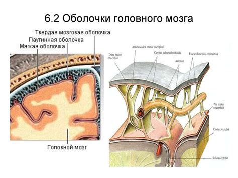 Лекция 6. Головной мозг, строение и функции отделов. Тема 6.1. Общий ...