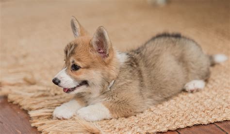 Dorgi vs. Corgi - A Few Good Pets