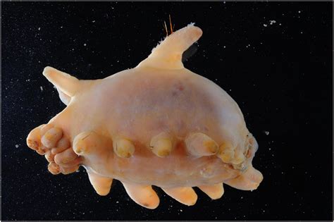 antarctica sea creatures  species  fish discovered