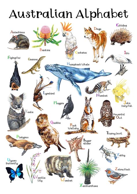 Australian Wildlife Alphabet Poster Hand Drawn Aussie Animals - Etsy