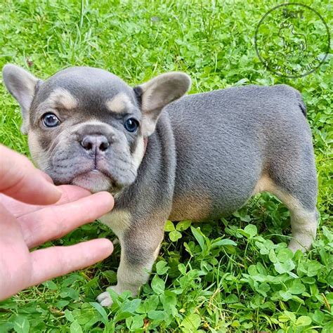 Bert is simply excellent. He is the perfect Blue and tan Frenchie boy