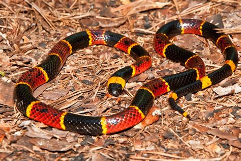 Snakes In The South