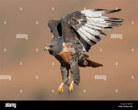 bird  flight stock photo alamy