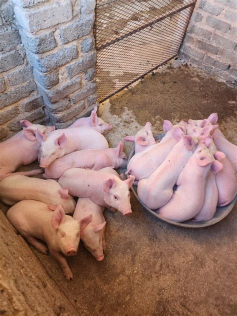 Duroc piglets plus camberough/white piglets