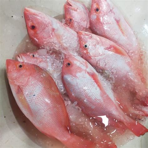 jual ikan kakap merah segar seafood hasil laut segar  kg shopee